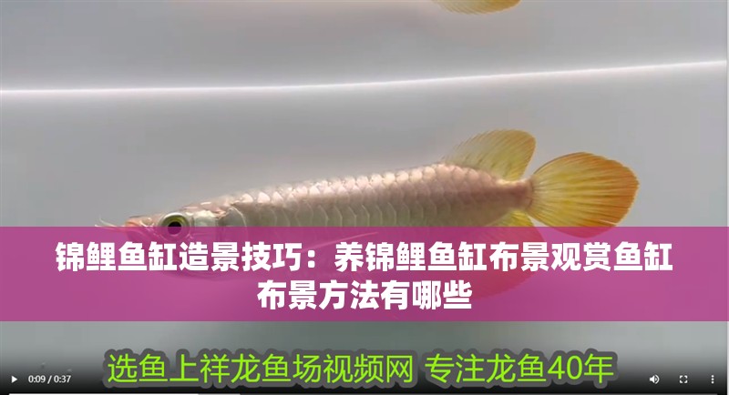 錦鯉魚缸造景技巧：養錦鯉魚缸布景觀賞魚缸布景方法有哪些