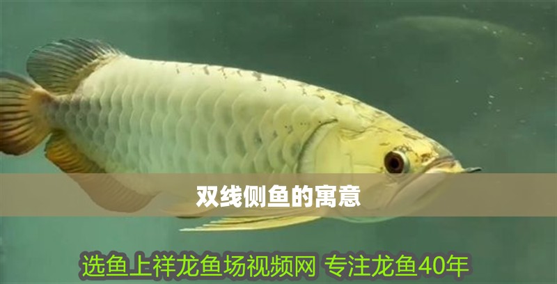 雙線側魚的寓意