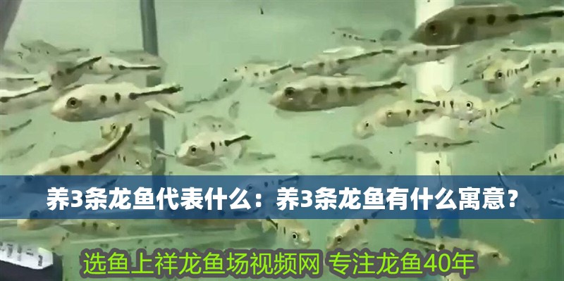 養3條龍魚代表什么：養3條龍魚有什么寓意？