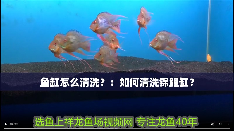 我的虎魚真菌感染了要怎么處理 魚缸怎么清洗?:如何清洗錦鯉缸? 魚缸百科 魚缸怎么清洗?:如何清洗錦鯉缸? 魚缸怎么清洗?:如何清洗錦鯉缸? 魚缸百科