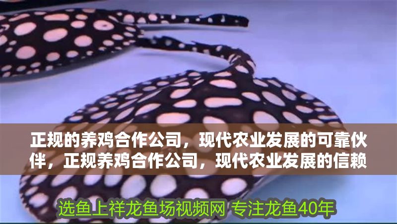 正規的養雞合作公司,現代農業發展的可靠伙伴,正規養雞合作公司,現代農業發展的信賴之選 龍魚百科 第1張 正規的養雞合作公司,現代農業發展的可靠伙伴,正規養雞合作公司,現代農業發展的信賴之選 正規的養雞合作公司,現代農業發展的可靠伙伴,正規養雞合作公司,現代農業發展的信賴之選 龍魚百科 第1張