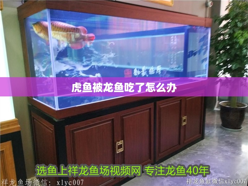 虎魚被龍魚吃了怎么辦