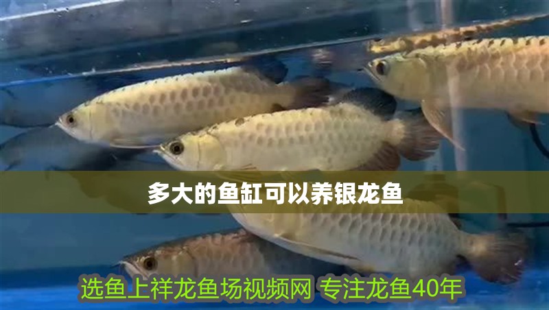 多大的魚缸可以養銀龍魚