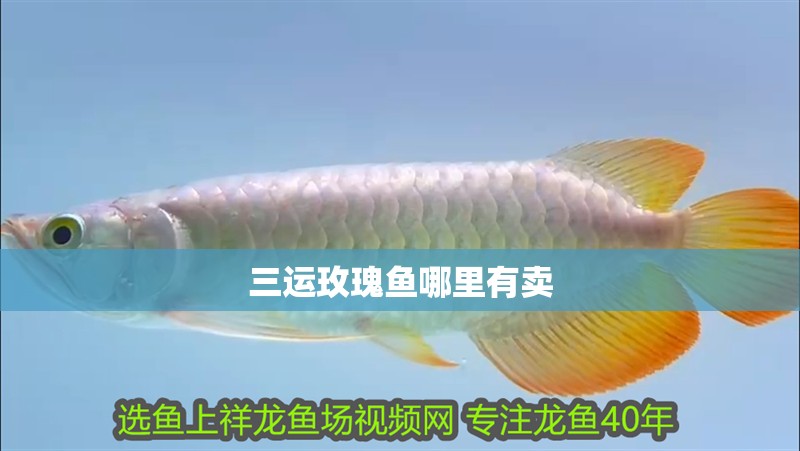 三運玫瑰魚哪里有賣