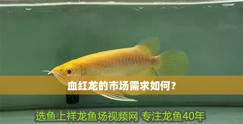 血紅龍的市場需求如何？