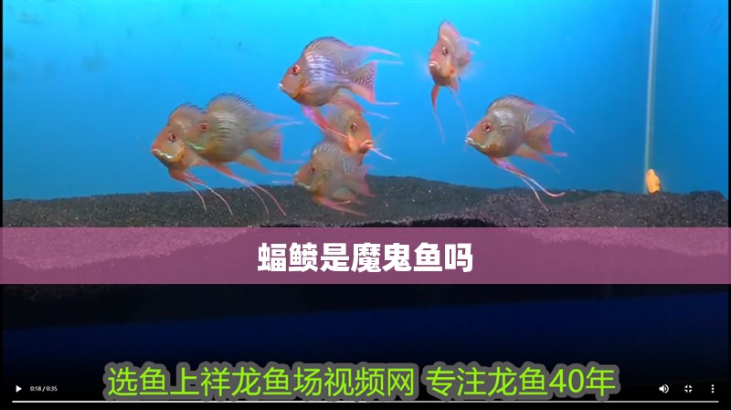 蝠鲼是魔鬼魚嗎