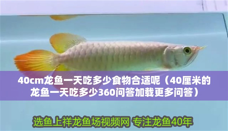 40cm龍魚一天吃多少食物合適呢（40厘米的龍魚一天吃多少360問答加載更多問答）