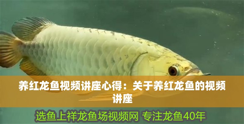 養紅龍魚視頻講座心得：關于養紅龍魚的視頻講座