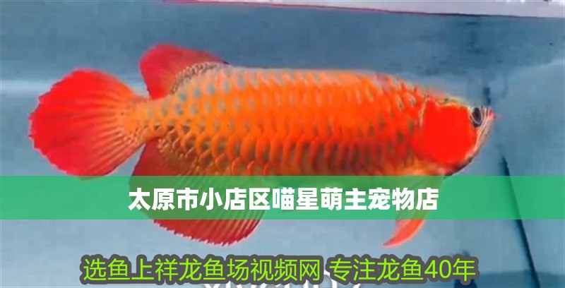 太原市小店區(qū)喵星萌主寵物店