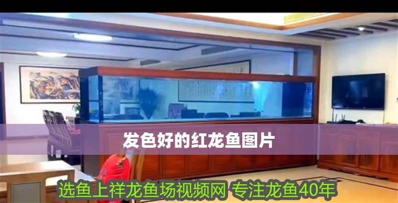 發色好的紅龍魚圖片 發色好的紅龍魚圖片 龍魚論壇