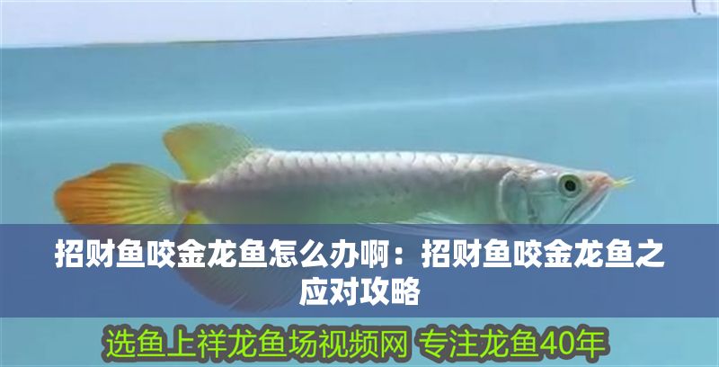 招財魚咬金龍魚怎么辦啊：招財魚咬金龍魚之應對攻略