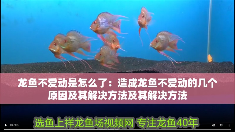 龍魚不愛動是怎么了：造成龍魚不愛動的幾個原因及其解決方法及其解決方法