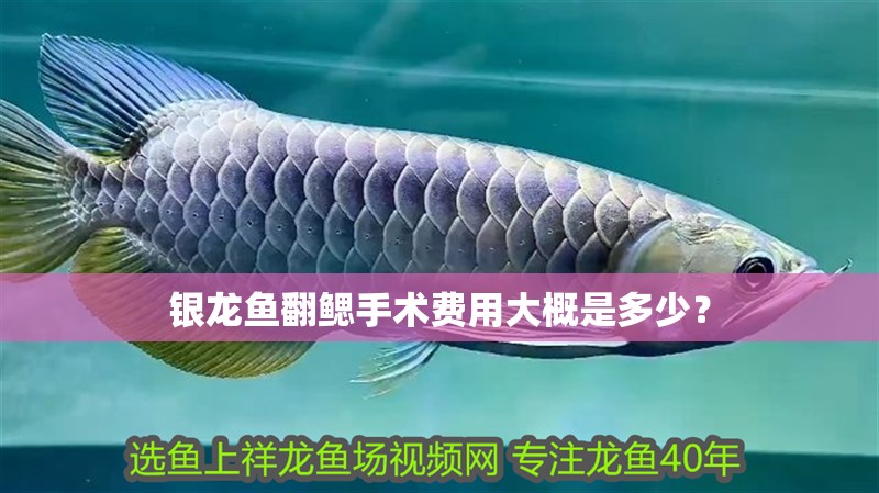 銀龍魚翻鰓手術費用大概是多少？