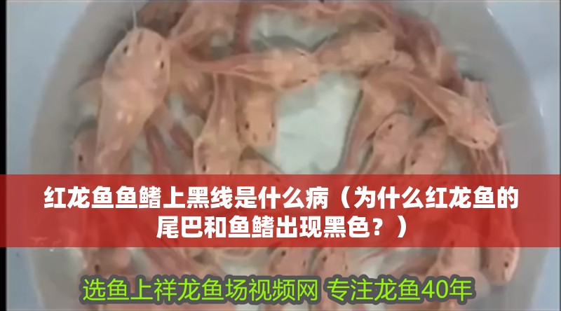 紅龍魚魚鰭上黑線是什么病（為什么紅龍魚的尾巴和魚鰭出現黑色？）