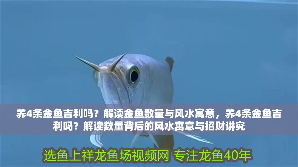 養4條金魚吉利嗎？解讀金魚數量與風水寓意，養4條金魚吉利嗎？解讀數量背后的風水寓意與招財講究
