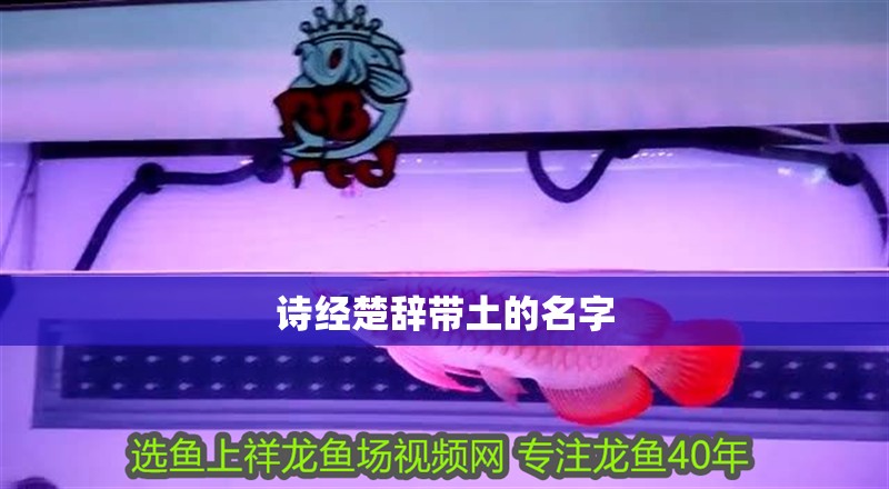 詩經楚辭帶土的名字