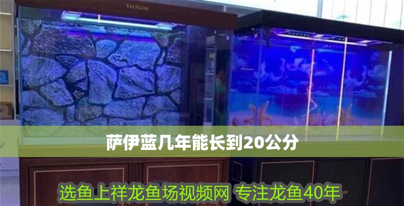 什么魚能和龍魚、虎魚混養(龍魚能和虎魚混養嗎) 薩伊藍幾年能長到20公分 龍魚論壇 薩伊藍幾年能長到20公分 薩伊藍幾年能長到20公分 龍魚論壇