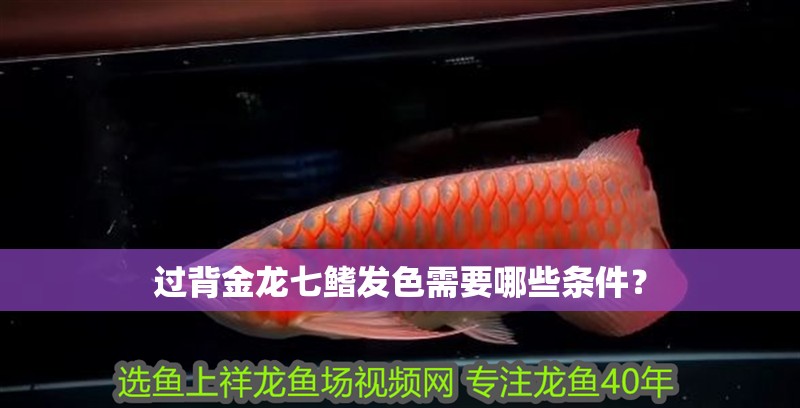 過背金龍七鰭發色需要哪些條件？