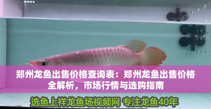 鄭州龍魚出售價(jià)格查詢表：鄭州龍魚出售價(jià)格全解析，市場(chǎng)行情與選購(gòu)指南