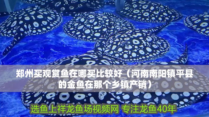 鄭州買觀賞魚在哪買比較好（河南南陽鎮(zhèn)平縣的金魚在那個鄉(xiāng)鎮(zhèn)產銷） 鄭州買觀賞魚在哪買比較好（河南南陽鎮(zhèn)平縣的金魚在那個鄉(xiāng)鎮(zhèn)產銷） 全國水族館企業(yè)名錄 第1張