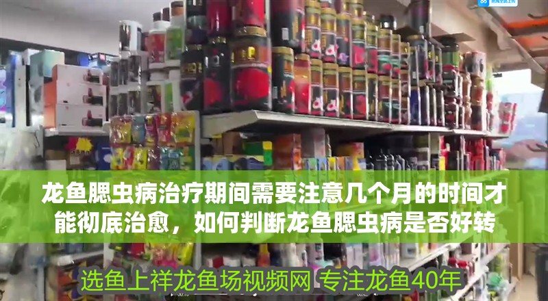 龍魚腮蟲病治療期間需要注意幾個月的時間才能徹底治愈，如何判斷龍魚腮蟲病是否好轉