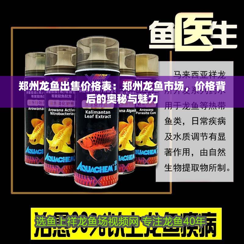 鄭州龍魚出售價格表：鄭州龍魚市場，價格背后的奧秘與魅力