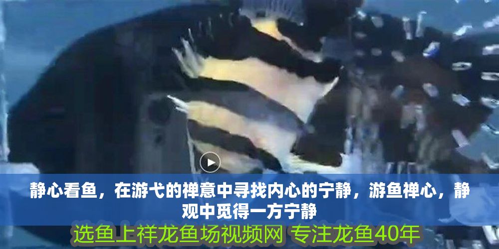 靜心看魚，在游弋的禪意中尋找內心的寧靜，游魚禪心，靜觀中覓得一方寧靜