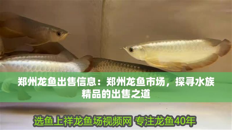 鄭州龍魚出售信息：鄭州龍魚市場，探尋水族精品的出售之道
