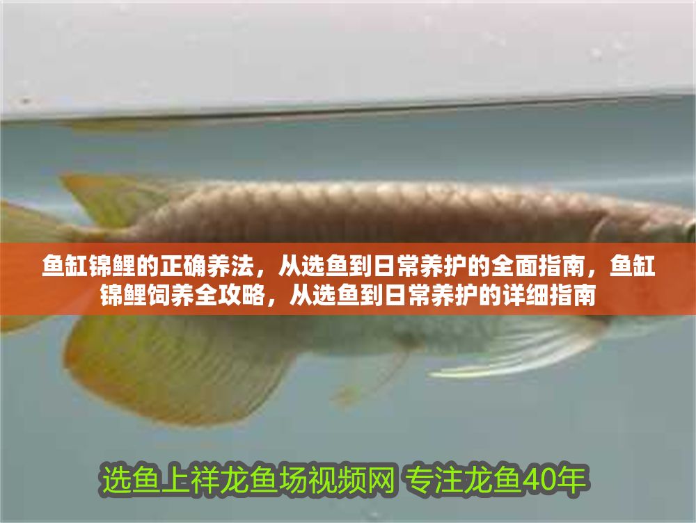 魚缸錦鯉的正確養法，從選魚到日常養護的全面指南，魚缸錦鯉飼養全攻略，從選魚到日常養護的詳細指南
