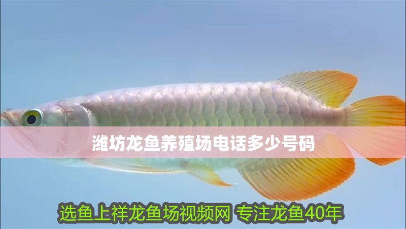 濰坊龍魚(yú)養(yǎng)殖場(chǎng)電話多少號(hào)碼 濰坊龍魚(yú)養(yǎng)殖場(chǎng)電話多少號(hào)碼 龍魚(yú)百科