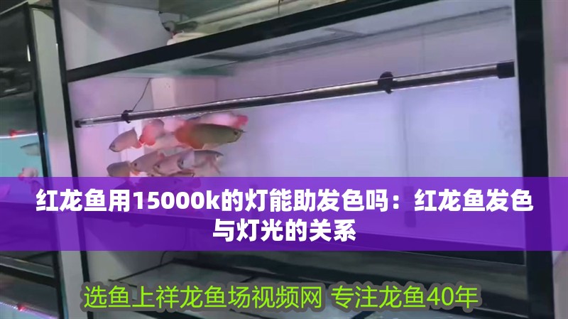 紅龍魚用15000k的燈能助發(fā)色嗎：紅龍魚發(fā)色與燈光的關(guān)系 紅龍魚用15000k的燈能助發(fā)色嗎：紅龍魚發(fā)色與燈光的關(guān)系 龍魚百科