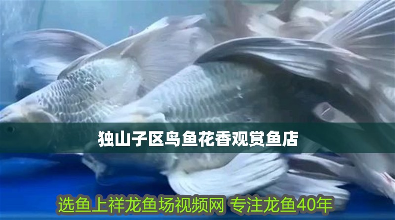 獨(dú)山子區(qū)鳥魚花香觀賞魚店