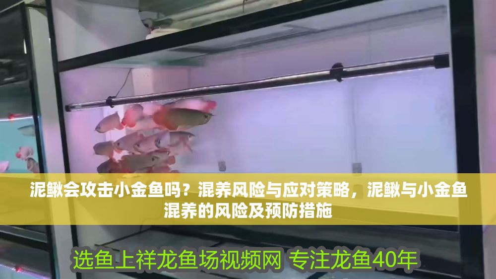 泥鰍會攻擊小金魚嗎？混養風險與應對策略，泥鰍與小金魚混養的風險及預防措施