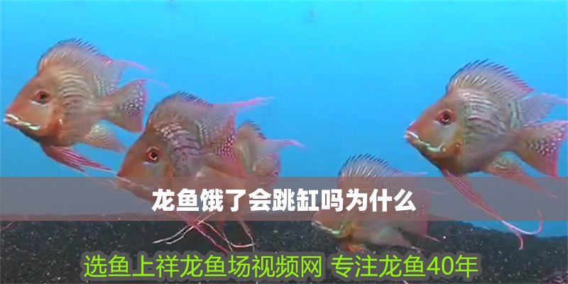龍魚餓了會跳缸嗎為什么 龍魚百科 第1張 龍魚餓了會跳缸嗎為什么 龍魚餓了會跳缸嗎為什么 龍魚百科 第1張