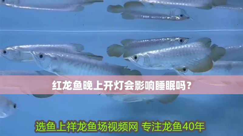 紅龍魚晚上開燈會影響睡眠嗎？