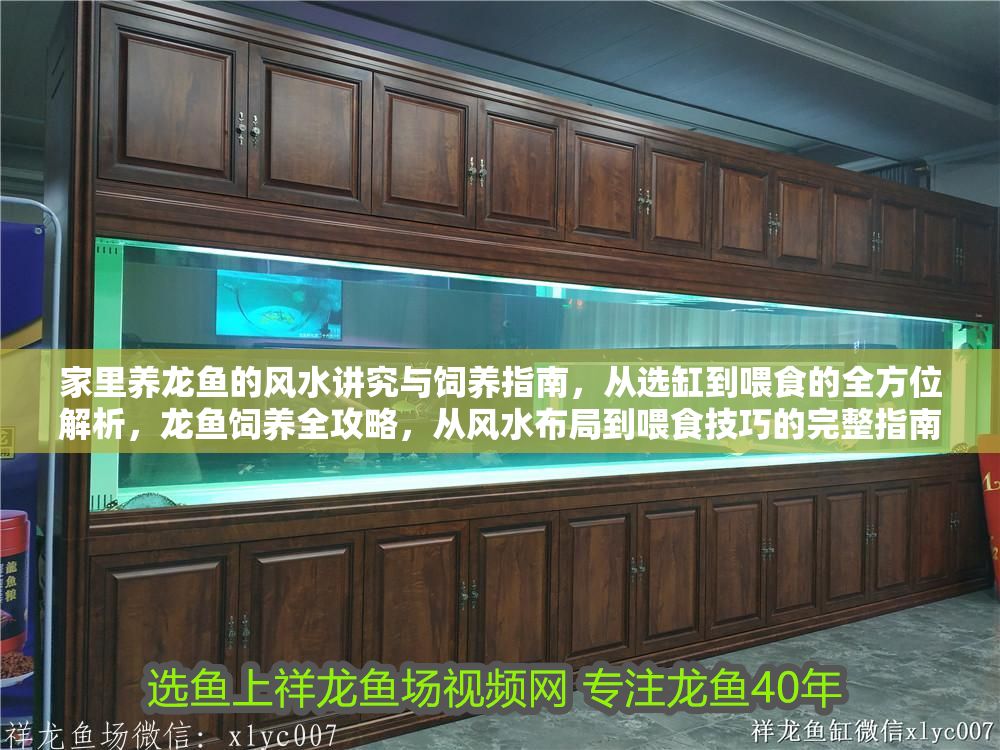 家里養(yǎng)龍魚的風水講究與飼養(yǎng)指南，從選缸到喂食的全方位解析，龍魚飼養(yǎng)全攻略，從風水布局到喂食技巧的完整指南