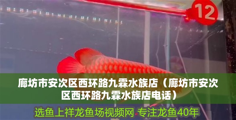 廊坊市安次區西環路九霖水族店（廊坊市安次區西環路九霖水族店電話）