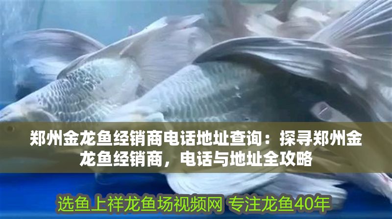 鄭州金龍魚經銷商電話地址查詢：探尋鄭州金龍魚經銷商，電話與地址全攻略