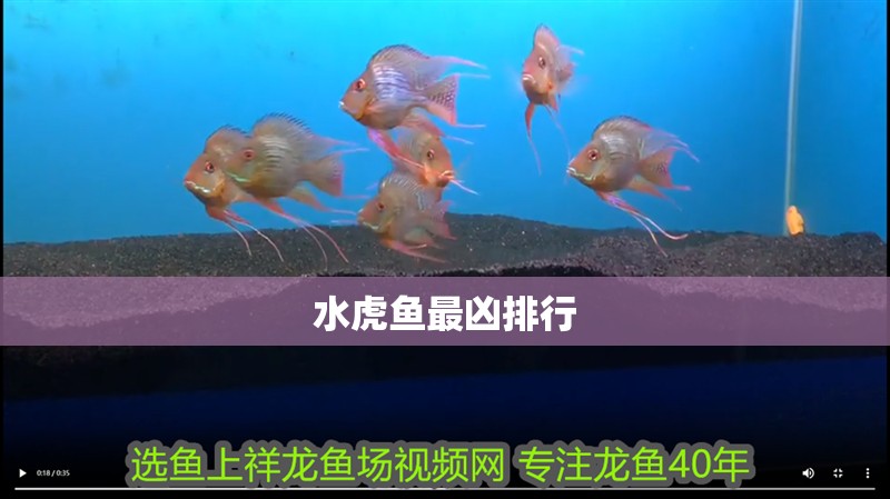 水虎魚最兇排行 水虎魚最兇排行 龍魚論壇