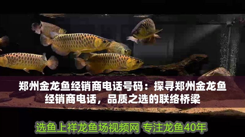 鄭州金龍魚經銷商電話號碼：探尋鄭州金龍魚經銷商電話，品質之選的聯絡橋梁