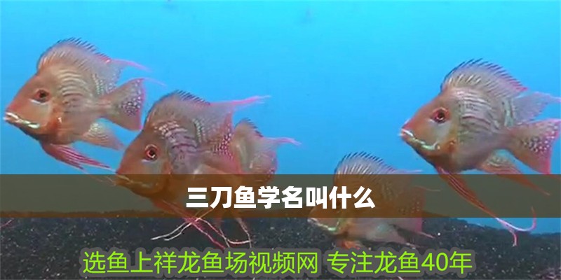 三刀魚學(xué)名叫什么