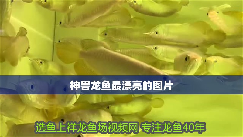 神獸龍魚最漂亮的圖片 神獸龍魚最漂亮的圖片 龍魚論壇