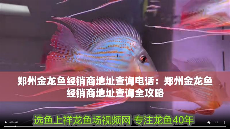 鄭州金龍魚經(jīng)銷商地址查詢電話：鄭州金龍魚經(jīng)銷商地址查詢?nèi)ヂ? title=