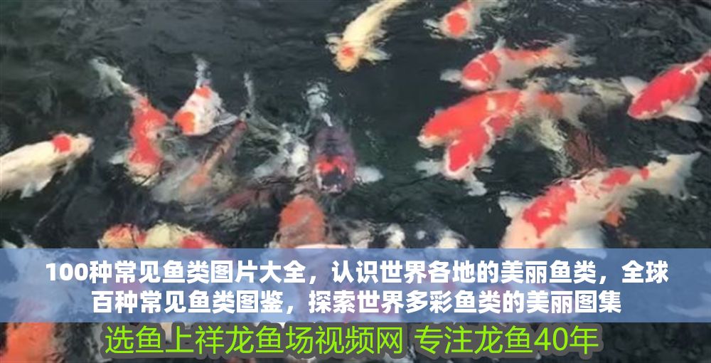 100種常見魚類圖片大全，認識世界各地的美麗魚類，全球百種常見魚類圖鑒，探索世界多彩魚類的美麗圖集