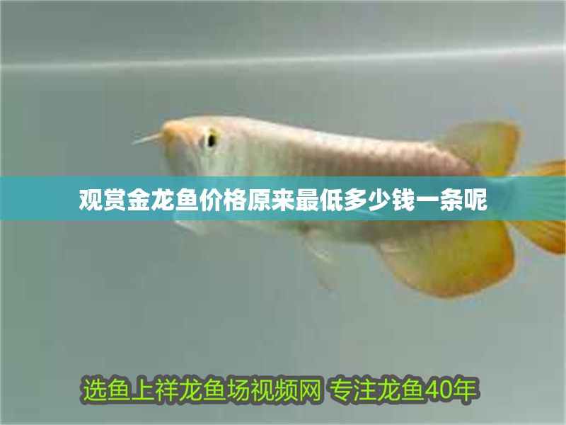 觀賞金龍魚價格原來最低多少錢一條呢