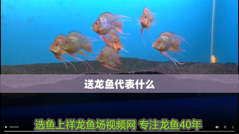 送龍魚代表什么