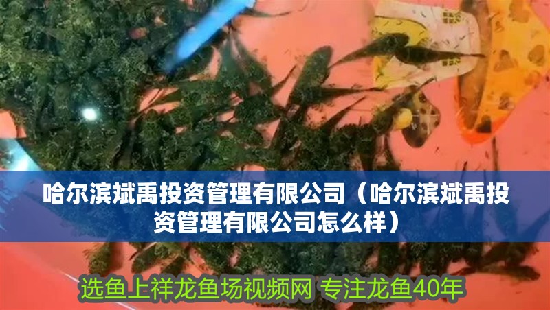 哈爾濱斌禹投資管理有限公司（哈爾濱斌禹投資管理有限公司怎么樣）