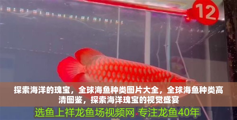 探索海洋的瑰寶，全球海魚種類圖片大全，全球海魚種類高清圖鑒，探索海洋瑰寶的視覺盛宴