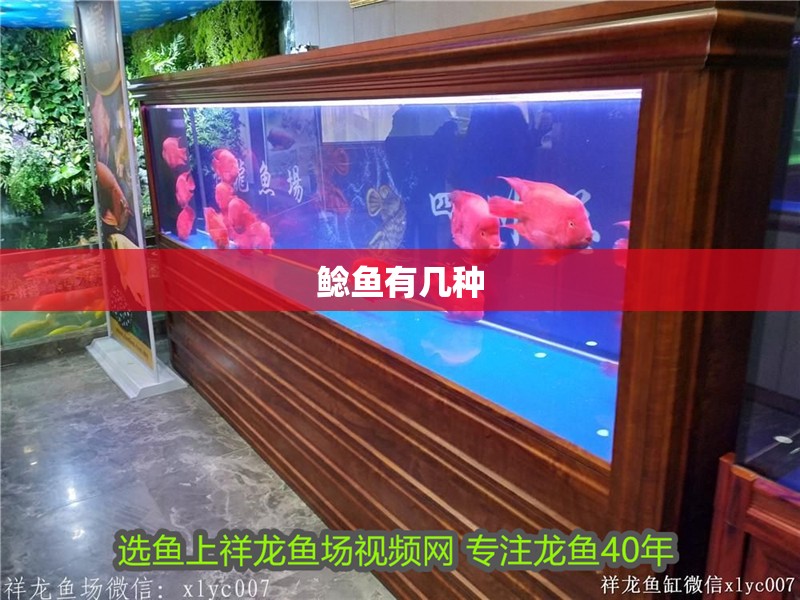 魚缸用增氧泵價格是多少:魚缸增氧機-xtrac增氧機-xtrac增氧機 鯰魚有幾種 龍魚論壇 鯰魚有幾種 鯰魚有幾種 龍魚論壇