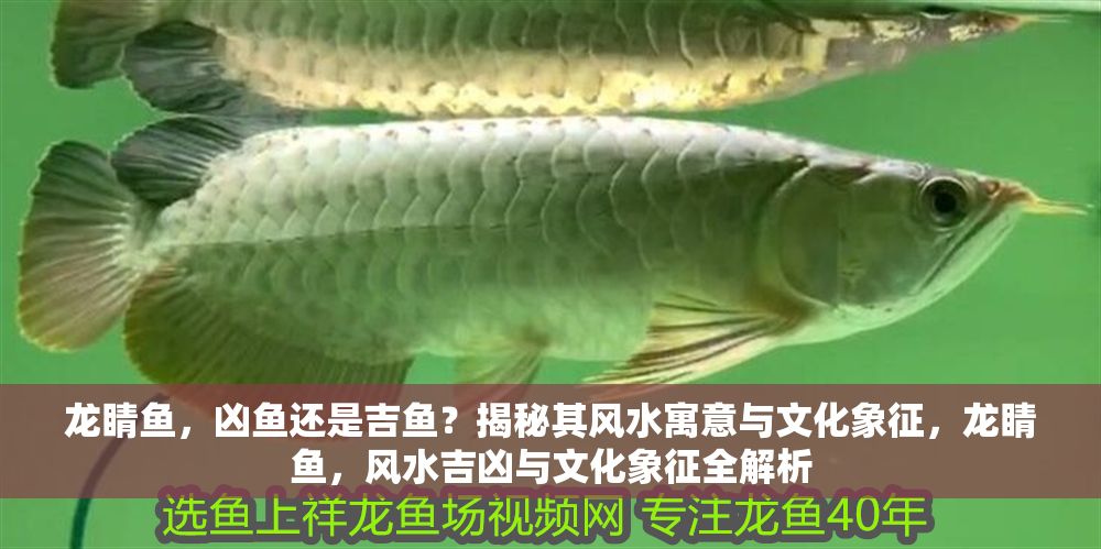 龍睛魚，兇魚還是吉魚？揭秘其風(fēng)水寓意與文化象征，龍睛魚，風(fēng)水吉兇與文化象征全解析